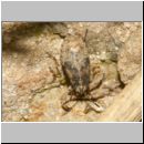 Heteroptera sp - Wanze 01a 3mm Lehmkuhle.jpg